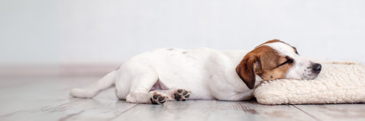 So gestalten Sie den perfekten Hunde-Schlafplatz richtig! - Perfekter Hunde-Schlafplatz gestalten: Tipps &amp; Ideen