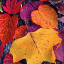 Fotodruck-Bezug 45x45cm m./o. Füllung Herbst mit Füllung