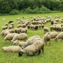 Tierdecke Lammflor grau - hellgrau 90x140cm