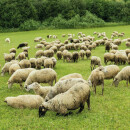 Tierdecke Lammflor creme - gemustert 90x140cm