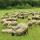 Tierdecke Lammflor creme - gemustert 90x140cm