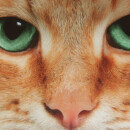 Kissenhülle Fotodruck 40x40 Katze beige ohne Füllung