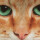 Kissenhülle Fotodruck 40x40 Katze beige ohne Füllung