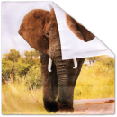 Kissenhülle Fotodruck  Elefant 40x40cm mit Füllung