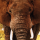 Kissenhülle Fotodruck  Elefant 40x40cm mit Füllung