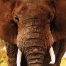 Kissenhülle Fotodruck Elefant 40x40cm ohne Füllung