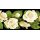 Grabkerze Rot 40h (Deckel Gold) - Rose