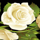 Grabkerze Weiß 40h ( Deckel Gold ) - Rose