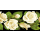 Grabkerze Weiß 40h ( Deckel Gold ) - Rose