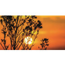Grabkerze Rot 40h (Deckel Gold) - Sonnenuntergang
