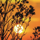 Grabkerze Rot 40h (Deckel Gold) - Sonnenuntergang