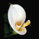 Grabkerze Rot 100h (Deckel Gold) - Calla