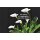 Grabkerze mit Blumen Motiv 48h Calla 2