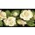 Grabkerze mit Blumen Motiv 48h Rosen