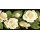 Grabkerze mit Blumen Motiv 48h Rosen
