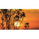 Grabkerze Weiß 48h (Deckel Gold) - Sonnenuntergang