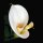 Grabkerze Weiß 100h (Deckel Gold) - Calla