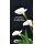 Grabkerze Weiß 100h (Deckel Gold) - Calla 2