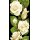 Grabkerze Weiß 100h (Deckel Gold) - Rose