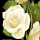 Grabkerze Weiß 100h ( Deckel Gold ) - Rose