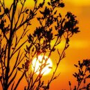 Grabkerze Rot 100h (Deckel Gold) - Sonnenuntergang