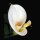 Grabkerze Rot 170h (Deckel Gold) - Calla