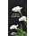 Grabkerze Rot 170h (Deckel Gold) - Calla 2