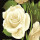 Grabkerze Rot 170h (Deckel Gold) - Rose