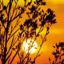 Grabkerze Rot 170h (Deckel Gold) - Sonnenuntergang