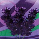 Duftkerze im Glas "Motiv" 22h Lavendel