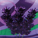 Duftkerze "Motiv" Kerze Raumduft - Lavendel