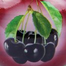 Duftkerze im Glas "Motiv" 22h Black Cherry