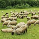 Sesselschoner beige - gemustert