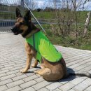 Sicherheitsweste Hunde - Grün S (35cm)