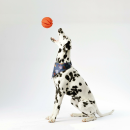 Hunde Spiralball Ø7cm