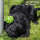 Hunde Spiralball Ø7cm "1er Pack" - Pink