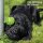 Hunde Spiralball Ø7cm "2er Pack" - Lila