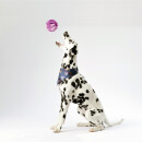 Hunde Spiralball Ø7cm "4er Pack" - Lila
