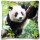 Kissenhülle Fotodruck 40x40 Panda mit Füllung