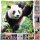 Kissenhülle Fotodruck 40x40 Panda mit Füllung