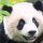 Kissenhülle Fotodruck 40x40 Panda ohne Füllung