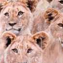 Kissenhülle Fotodruck 40x40 Löwen ohne Füllung