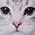 Kissenhülle Fotodruck 40x40 Katze ohne Füllung