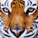 Kissenhülle Fotodruck 40x40 Tiger beige mit Füllung
