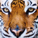 Kissenhülle Fotodruck 40x40 Tiger beige ohne Füllung