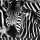 Kissenhülle Fotodruck Zebra 40x60cm mit Füllung