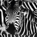Kissenhülle Fotodruck Zebra 40x60cm ohne Füllung