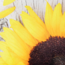 Kissenhülle Fotodruck Sonnenblume 40x40cm ohne Füllung