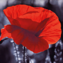 Fotodruck Kissenhülle 40x60cm Blume rot mit Füllung