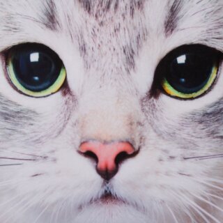 Katze